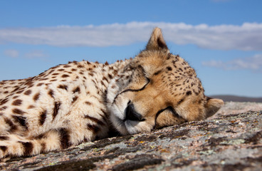 schlafender Gepard