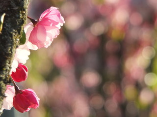 apple flowers and buds blooming at spring