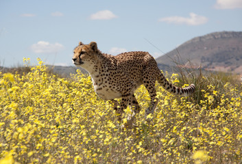 rennender Gepard © Carola G.