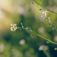 Bliss of spring