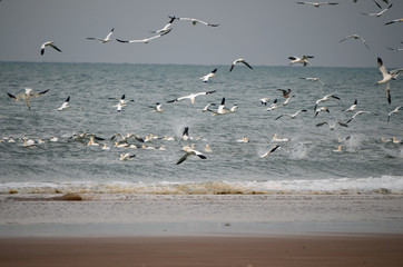 fous de bassan en chasse