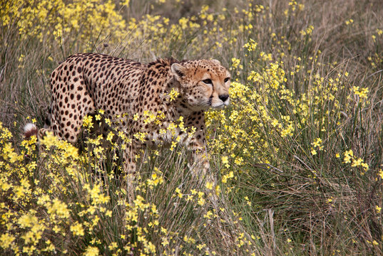 Gepard auf einer Blumenwiese
