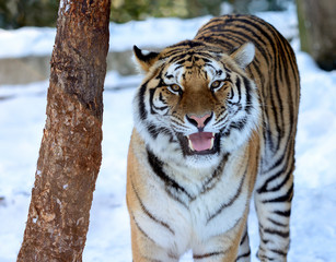 Siberian Tiger