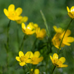 Obraz premium Bliss of spring