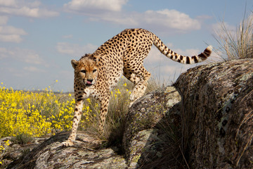kletternder Gepard