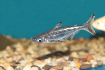 Iridescent shark (Pangasius sutchi) aquarium fish