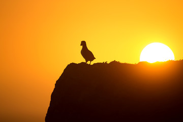Naklejka premium Atlantic puffin enjoys sunset in Fair Isle, Shetland.