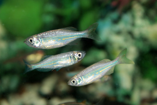 Malabar danio (Danio malabaricus) aquarium fish