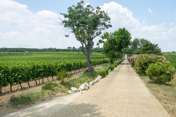 Vineyards in Languedoc-Roussillon