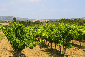 Fototapeta na wymiar Winnice w Langwedocji-Roussillon