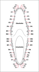 Hundegebiss, Zahnformel © lesniewski