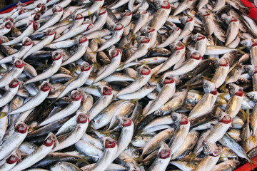 Fresh fish in the market