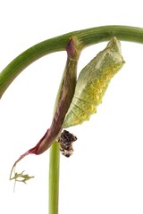 Old World Swallowtail (Papilio machaon) butterfly, chrysalis