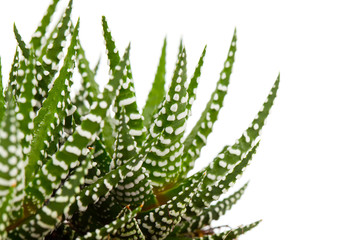 Aloe isolated on white background..