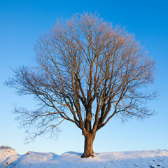 Single winter tree
