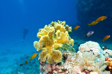 Fototapeta na wymiar coral reef with soft coral at the bottom of tropical sea