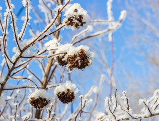 Seeds puzyreplodnika kalinolistnogo (Physocarpus opulifolius)