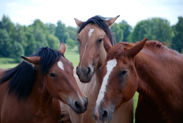 Three horses