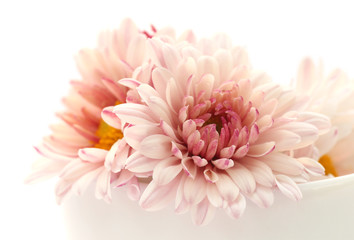 Fototapeta premium Chrysanthemum