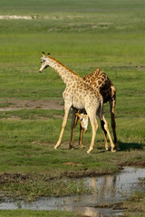 Giraffenrivalen