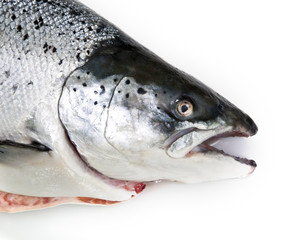 Salmon fish head.