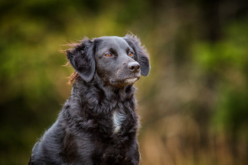 Hütehundmischling