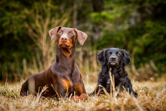 Dobermann und H&uuml;tehundmischling
