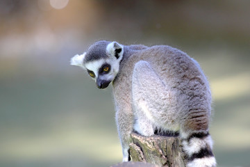 Ring-tailed lemur (Lemur catta) sitting on a log