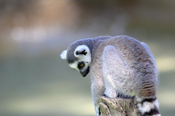 Obraz premium Ring-tailed lemur (Lemur catta) sitting on a log