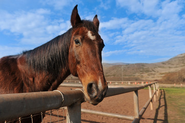 Fototapeta premium Portrait of a horse outdoors in field