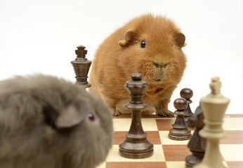 kleines Schach-Duell