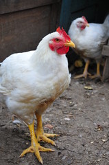 Barnyard