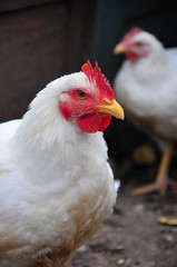 Barnyard