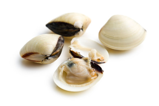 fresh clams