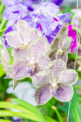 Orchid