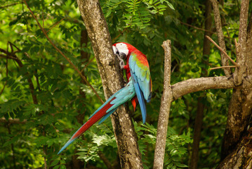 Parrot in the Park ,island of Mucura,Colombia