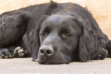 Stra&szlig;enhund in Santiago de Chile