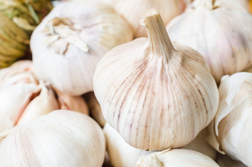 Garlic