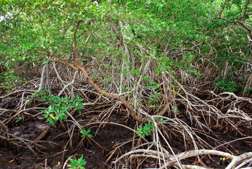 Mangrove forest in Colombia, islands caribbean Mucura