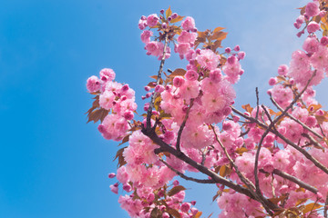Pink Cherry Flowers