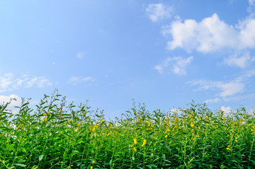 Green Small Tree over a blue sky Background