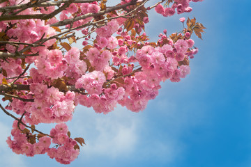 Pink Cherry Blossom Against Blue Sky