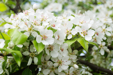 Pear Blossoms