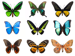 Obraz na płótnie Canvas Tropical butterflies