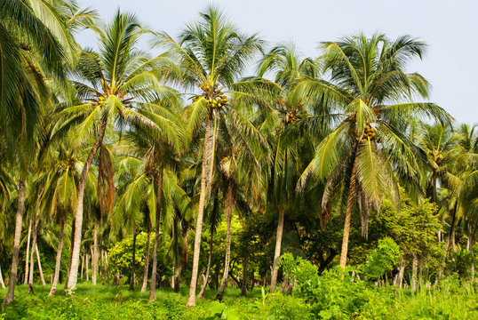 Green Palm Forest in Colombian Island Mucura