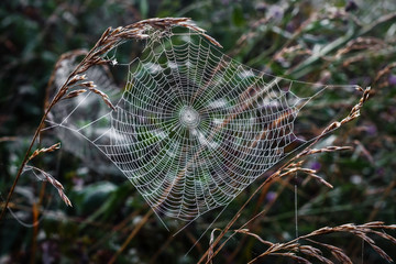 Spider web.