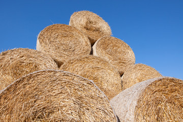 Gathered hay bales in a field