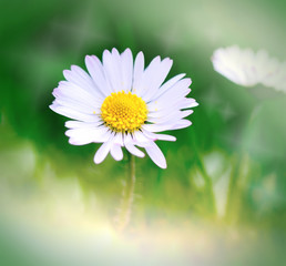 Obraz na płótnie Canvas Spring daisy - Daisy