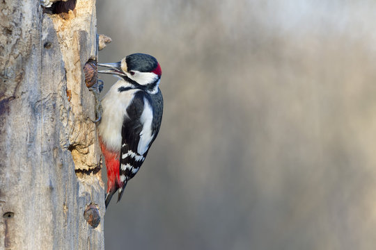 Red Woodpecker