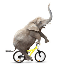 Éléphant heureux faisant du vélo.